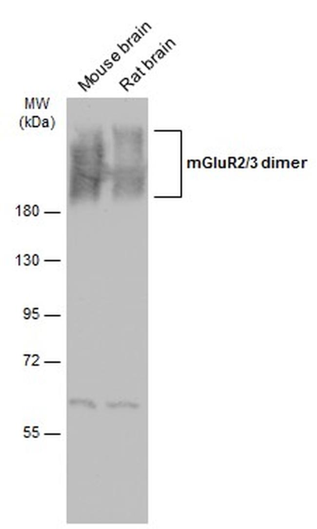 mGluR3 Antibody in Western Blot (WB)