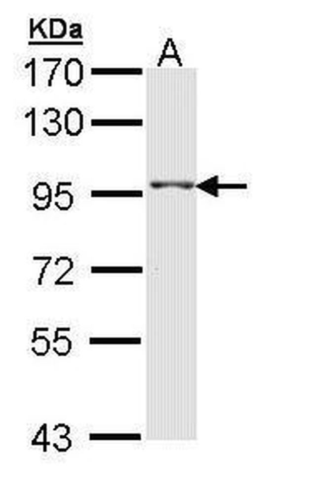 TAS1R1 Antibody in Western Blot (WB)