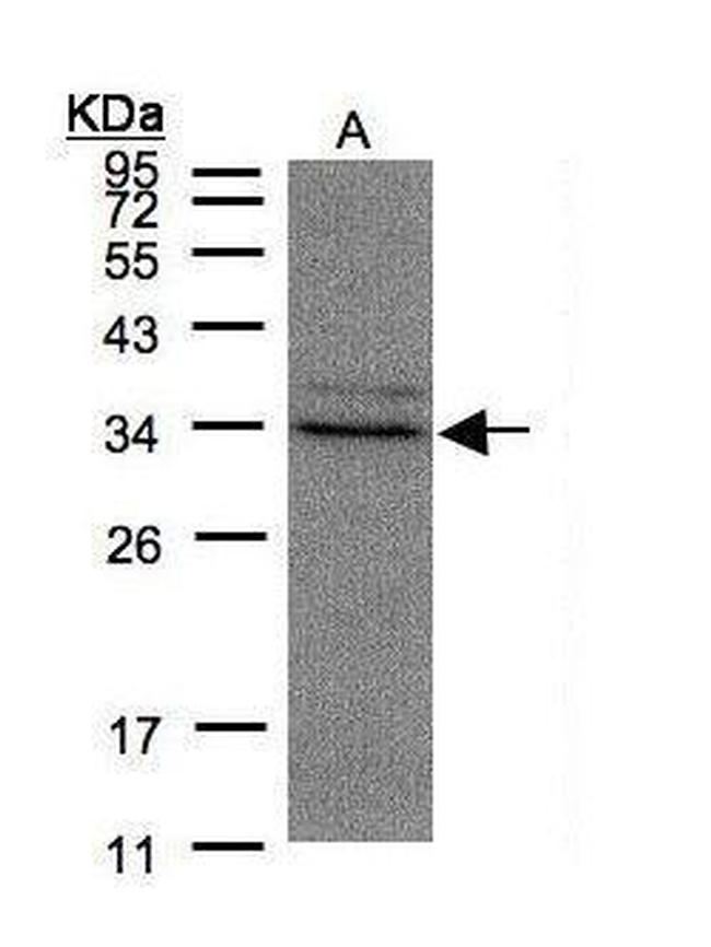 MPST Antibody in Western Blot (WB)