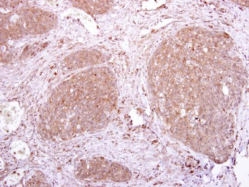 LILRA3 Antibody in Immunohistochemistry (Paraffin) (IHC (P))