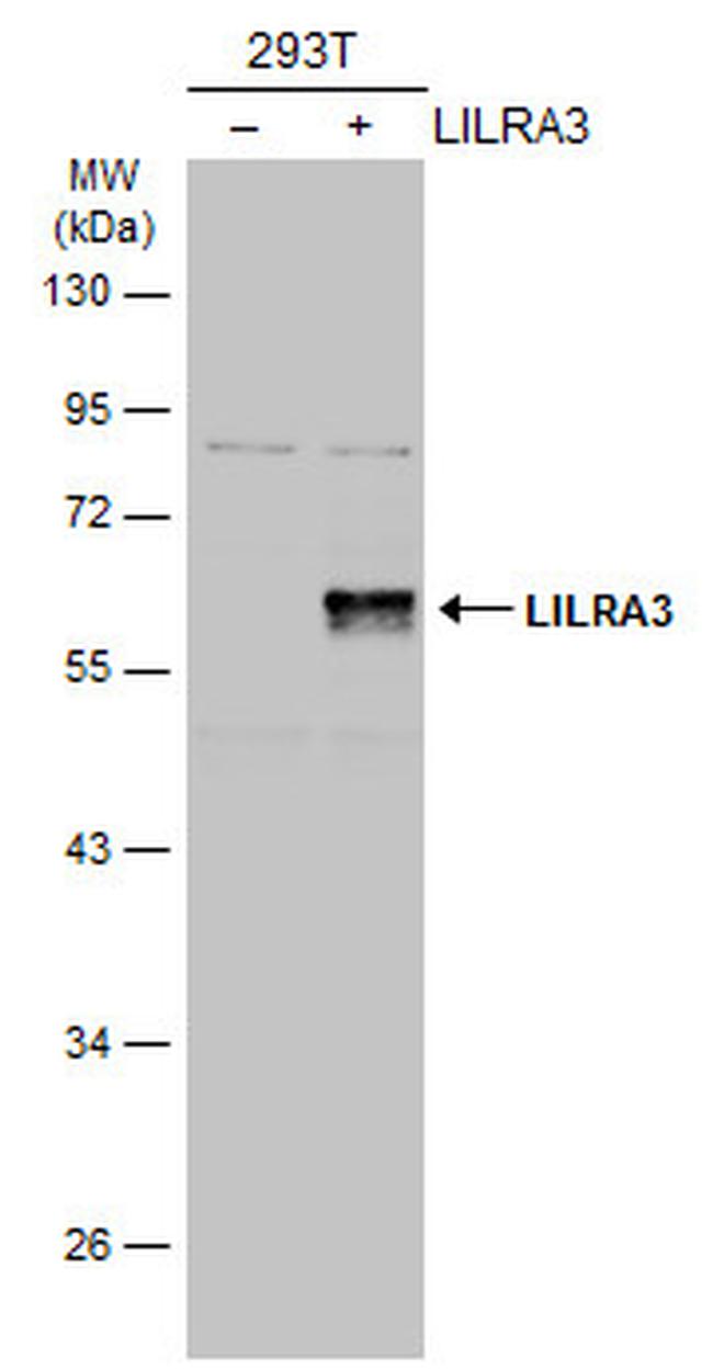 LILRA3 Antibody in Western Blot (WB)