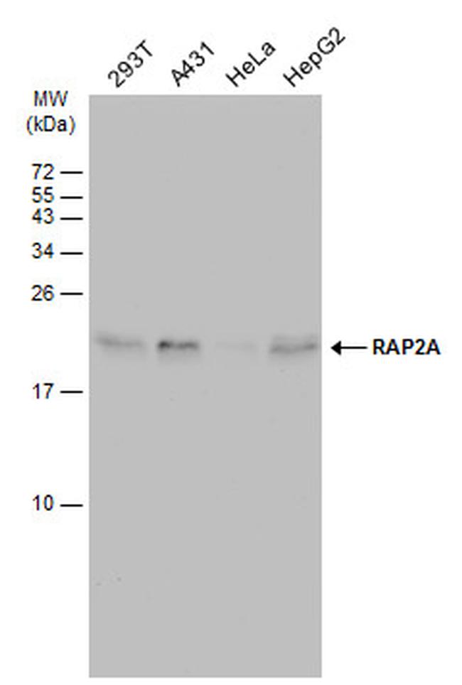 RAP2A Antibody in Western Blot (WB)