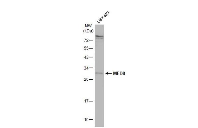 MED8 Antibody in Western Blot (WB)