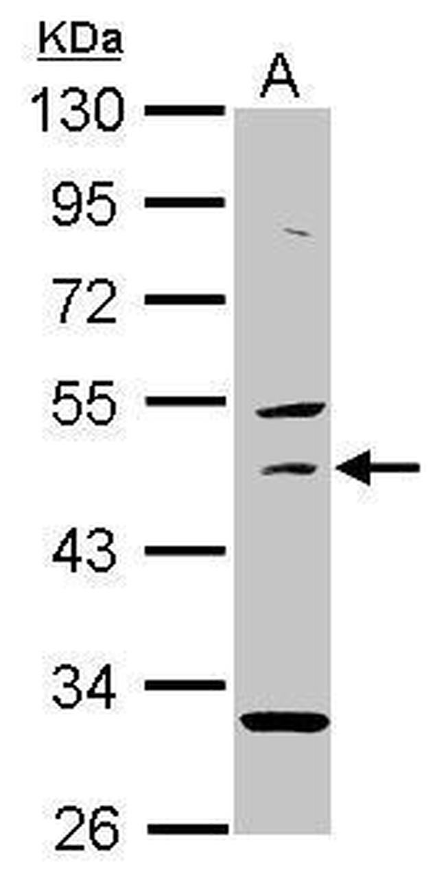 USH1G Antibody in Western Blot (WB)