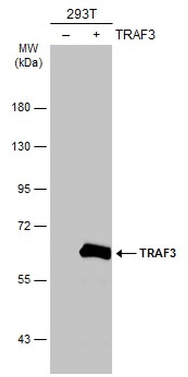 TRAF3 Antibody in Western Blot (WB)