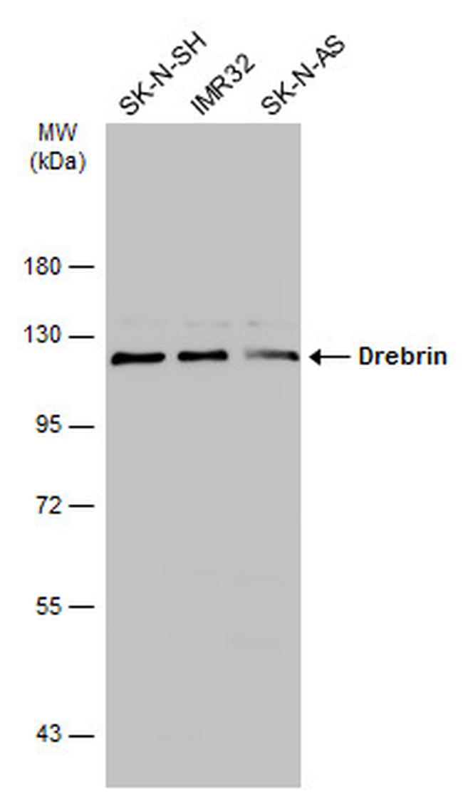 Drebrin Antibody in Western Blot (WB)