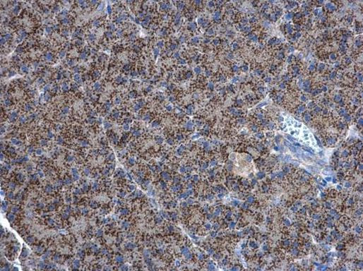 Adenylate Kinase 2 Antibody in Immunohistochemistry (Paraffin) (IHC (P))