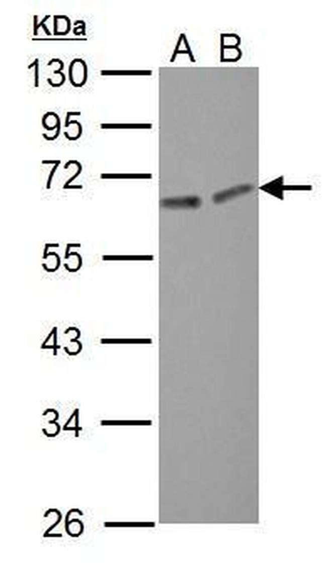 ERO1L Antibody in Western Blot (WB)