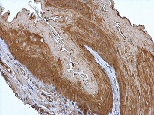 p23 Antibody in Immunohistochemistry (Paraffin) (IHC (P))