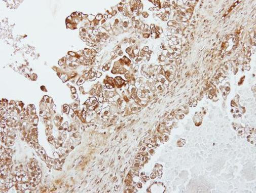 Transferrin Antibody in Immunohistochemistry (Paraffin) (IHC (P))