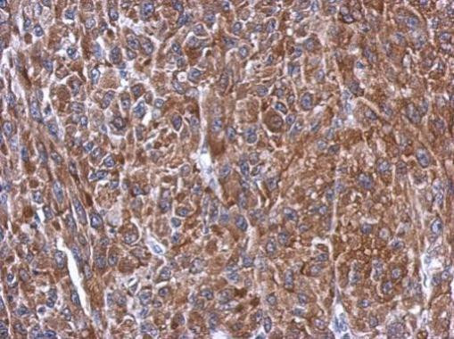 Caspase 10 Antibody in Immunohistochemistry (Paraffin) (IHC (P))