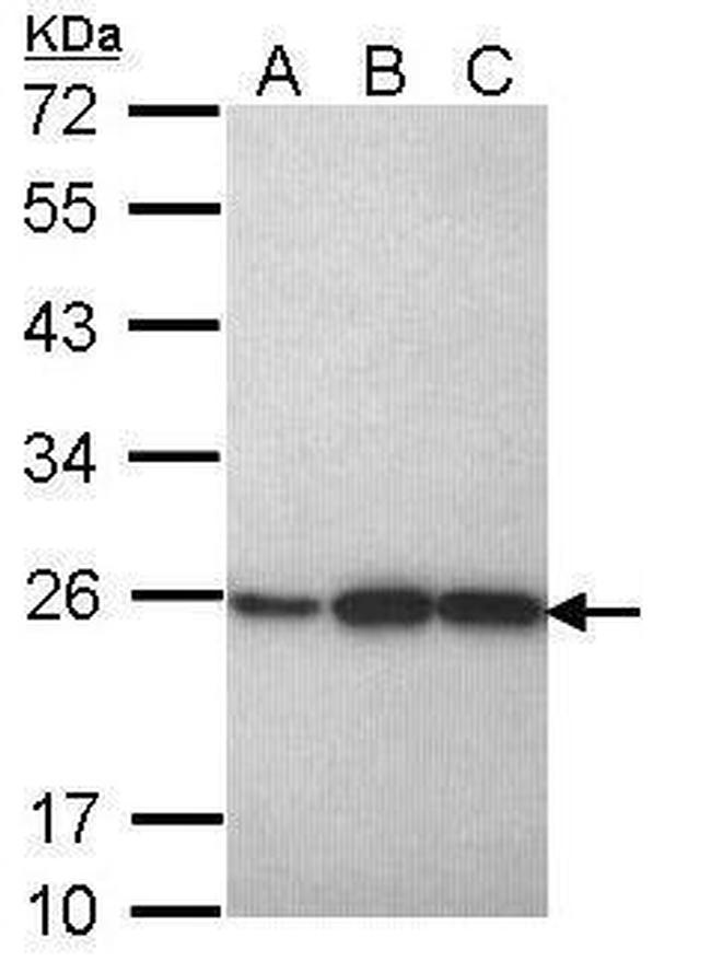 PRDX1 Antibody in Western Blot (WB)