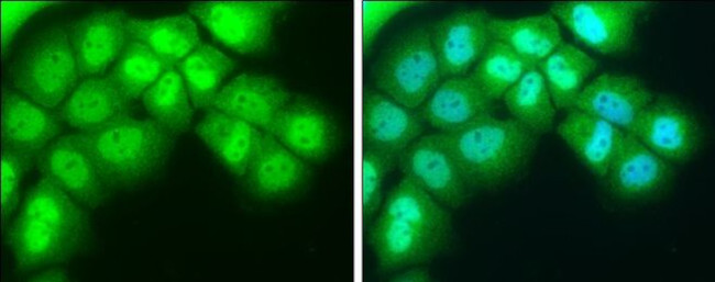 NR1D1 Antibody in Immunocytochemistry (ICC/IF)