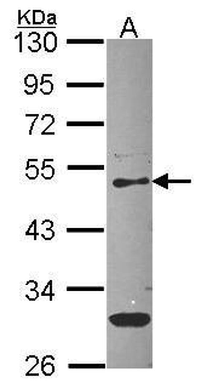 PEDF Antibody in Western Blot (WB)