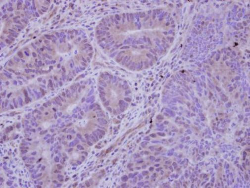 HDAC7 Antibody in Immunohistochemistry (Paraffin) (IHC (P))