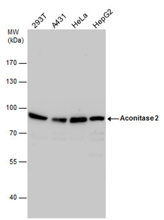 Aconitase 2 Antibody in Western Blot (WB)