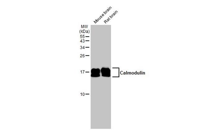 Calmodulin 3 Antibody in Western Blot (WB)