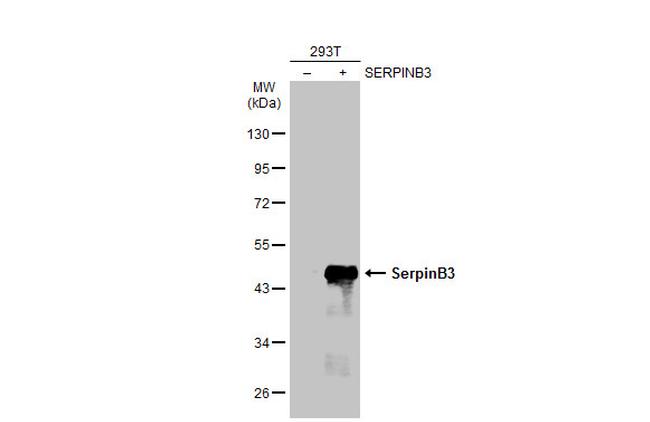 SERPINB3 Antibody in Western Blot (WB)