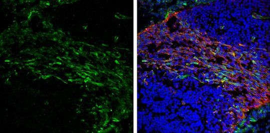 VSNL1 Antibody in Immunohistochemistry (Frozen) (IHC (F))