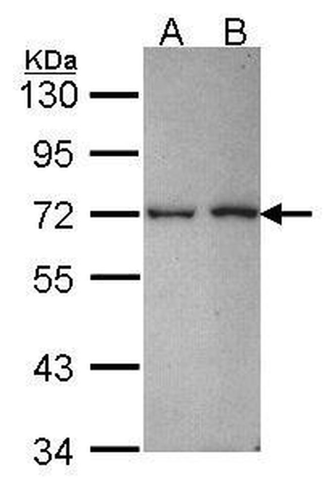 RANBP3 Antibody in Western Blot (WB)