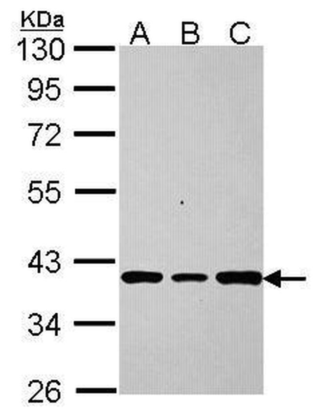 AKR7A2 Antibody in Western Blot (WB)