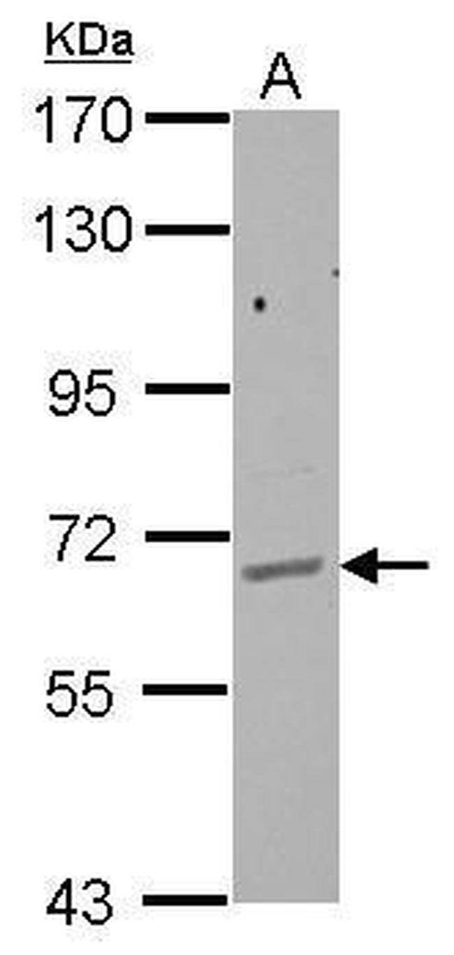 GPAA1 Antibody in Western Blot (WB)