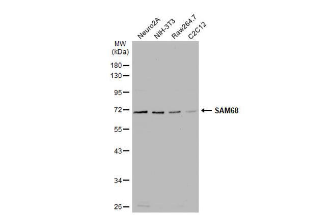 SAM68 Antibody in Western Blot (WB)