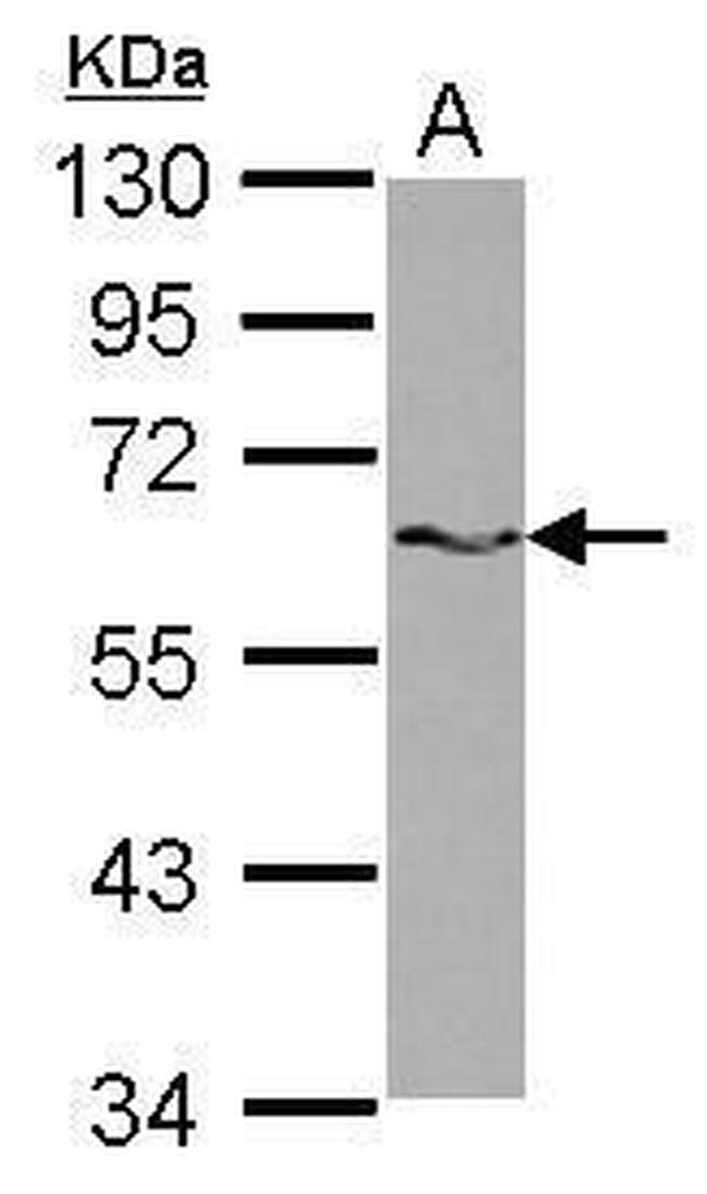 SAM68 Antibody in Western Blot (WB)