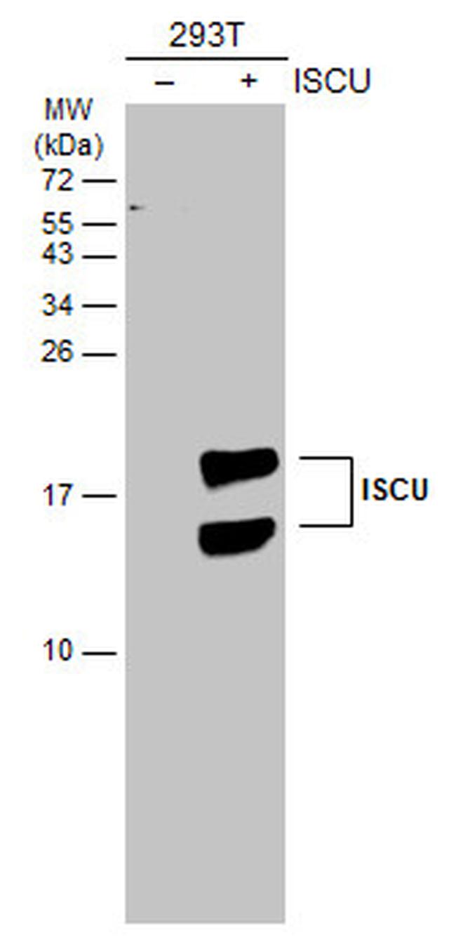 ISCU Antibody in Western Blot (WB)