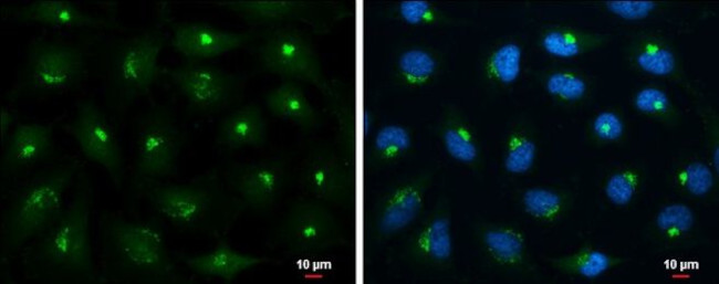 HGK Antibody in Immunocytochemistry (ICC/IF)