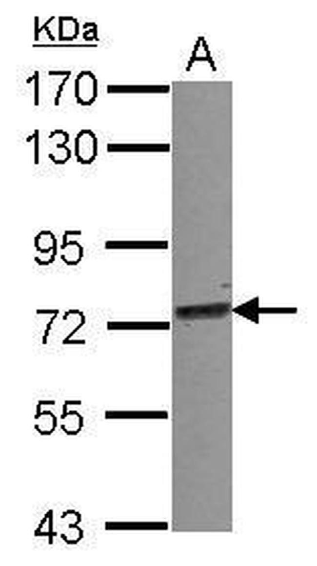 TRIM25 Antibody in Western Blot (WB)