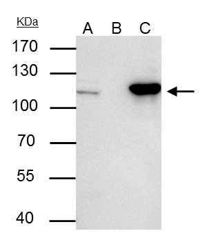 NUP107 Antibody in Immunoprecipitation (IP)