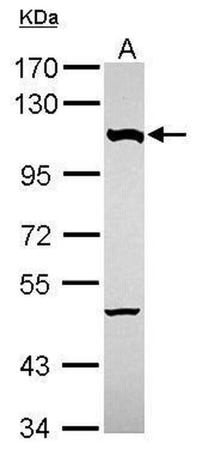 NUP107 Antibody in Western Blot (WB)