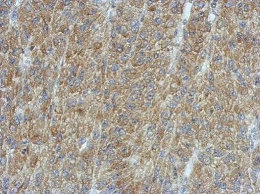 PMCA3 ATPase Antibody in Immunohistochemistry (Paraffin) (IHC (P))