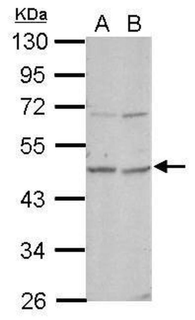 OMD Antibody in Western Blot (WB)