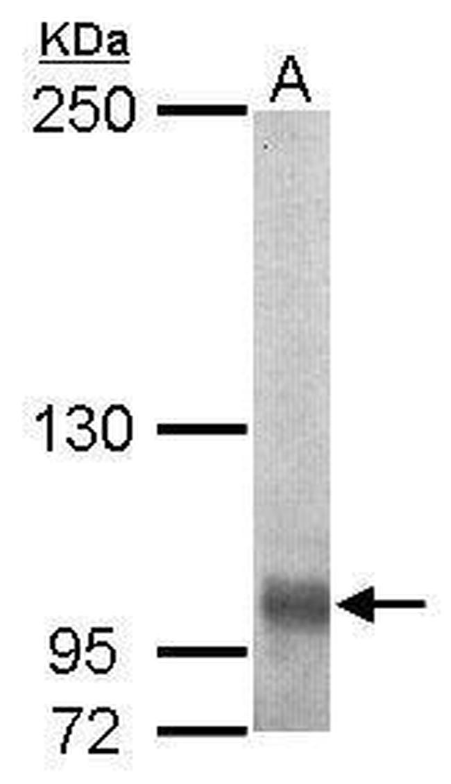 EGFLAM Antibody in Western Blot (WB)