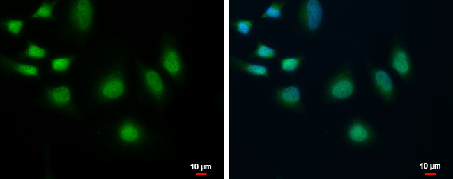 POLR2C Antibody in Immunocytochemistry (ICC/IF)