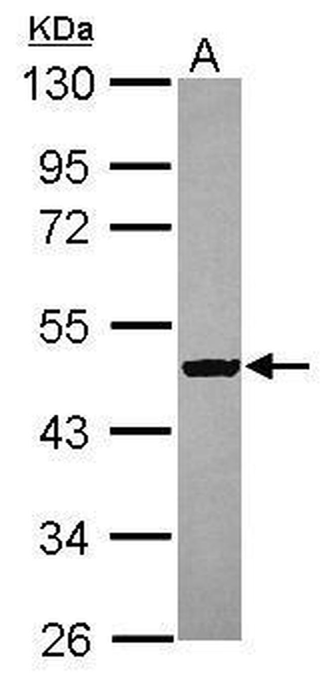 SPATA6L Antibody in Western Blot (WB)