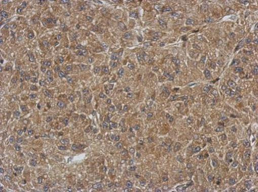 QTRT1 Antibody in Immunohistochemistry (Paraffin) (IHC (P))