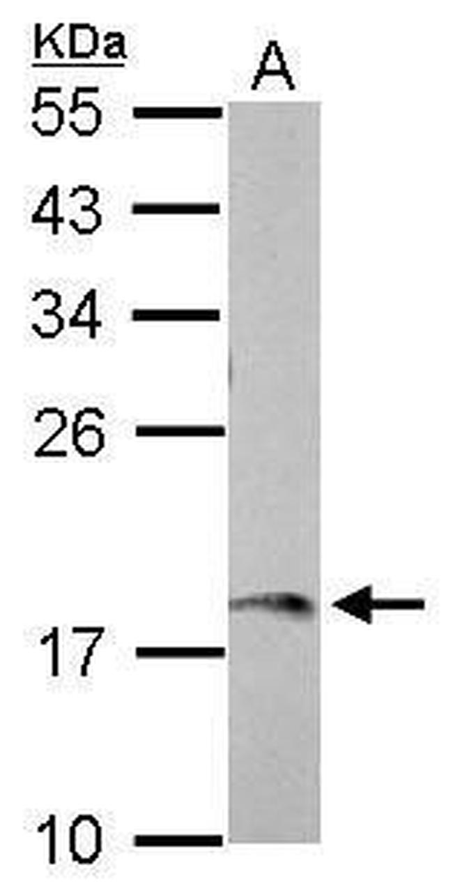 AMELX Antibody in Western Blot (WB)