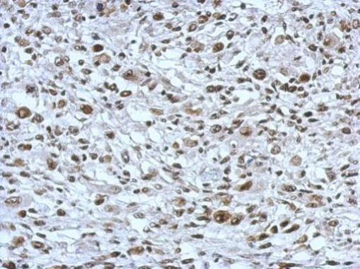 THAP11 Antibody in Immunohistochemistry (Paraffin) (IHC (P))