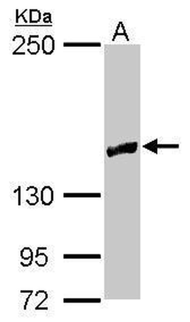 RRP12 Antibody in Western Blot (WB)