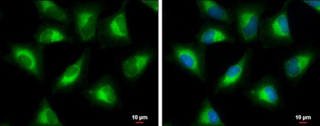 PGLS Antibody in Immunocytochemistry (ICC/IF)