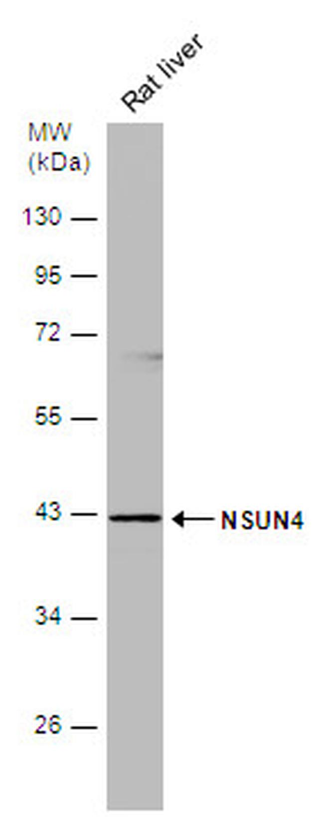 NSUN4 Antibody in Western Blot (WB)