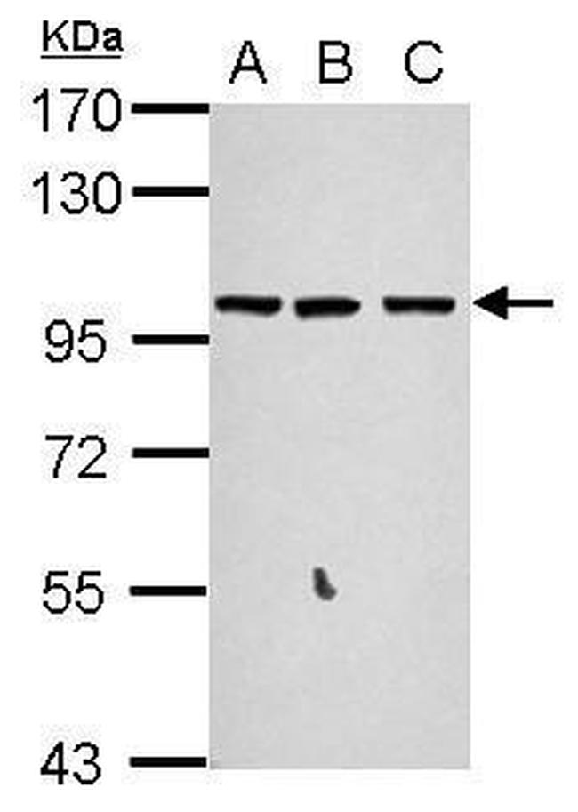 GPRASP2 Antibody in Western Blot (WB)