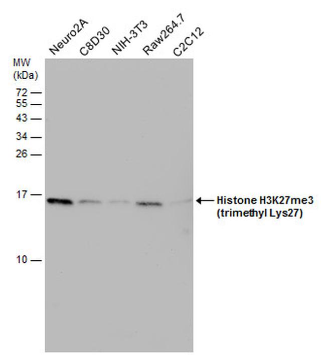 H3K27me3 Antibody in Western Blot (WB)