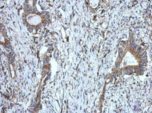 DUS2L Antibody in Immunohistochemistry (Paraffin) (IHC (P))