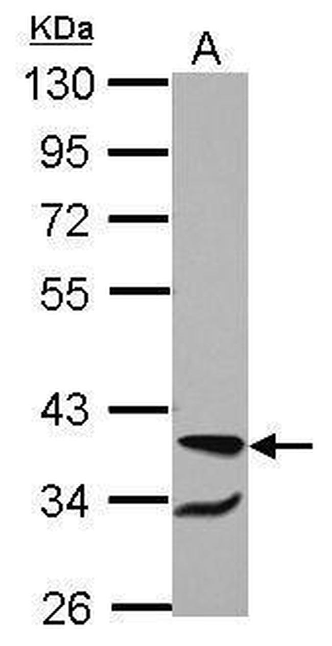 RBM4 Antibody in Western Blot (WB)