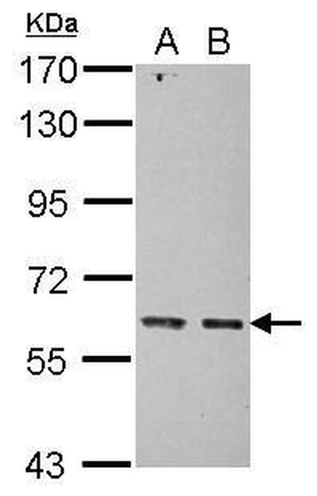 KIAA0391 Antibody in Western Blot (WB)