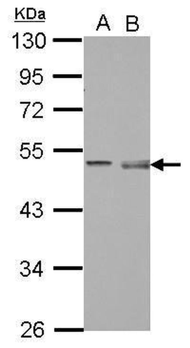 Pellino 1 Antibody in Western Blot (WB)